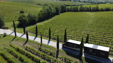 Viale di accesso alla Cantina Murola